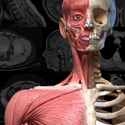 Cross-Sectional Anatomy 400x400